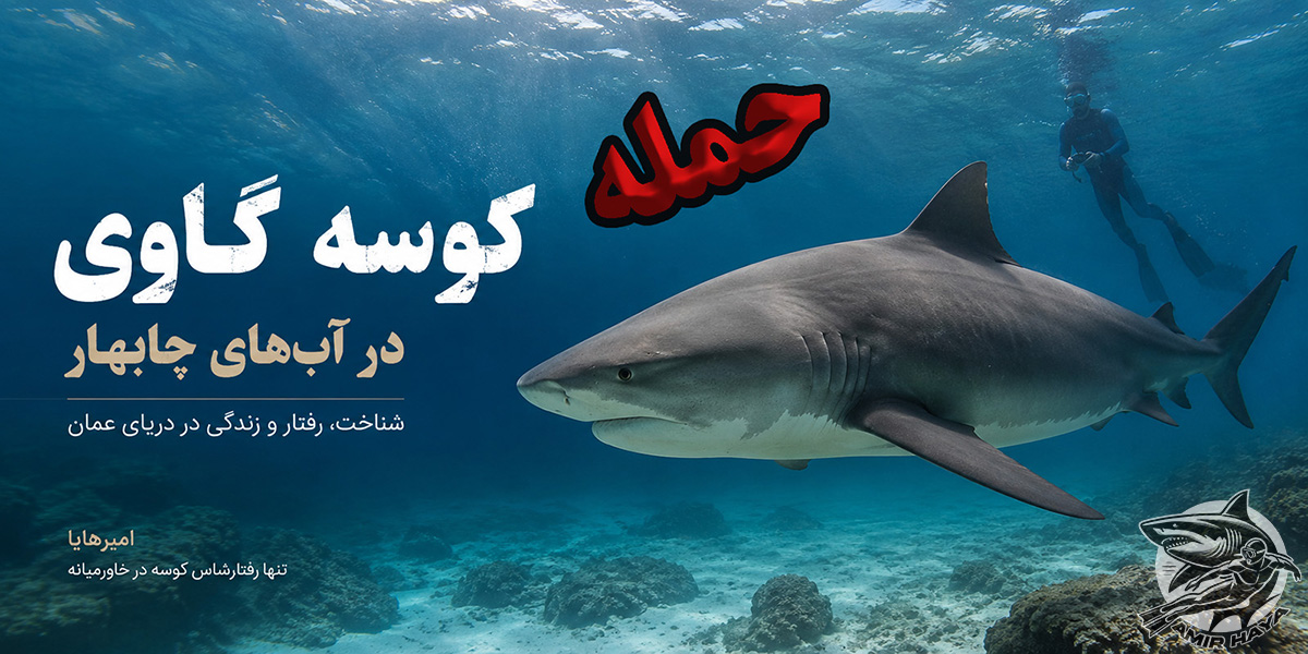 حمله کوسه گاوی در چابهار به مرد ۶۰ ساله